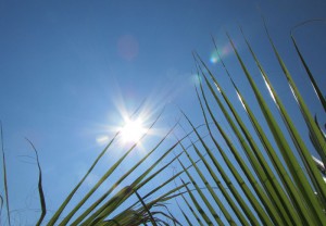 Sommer / Sonne / Sonnenschein / Urlaub / Palmen